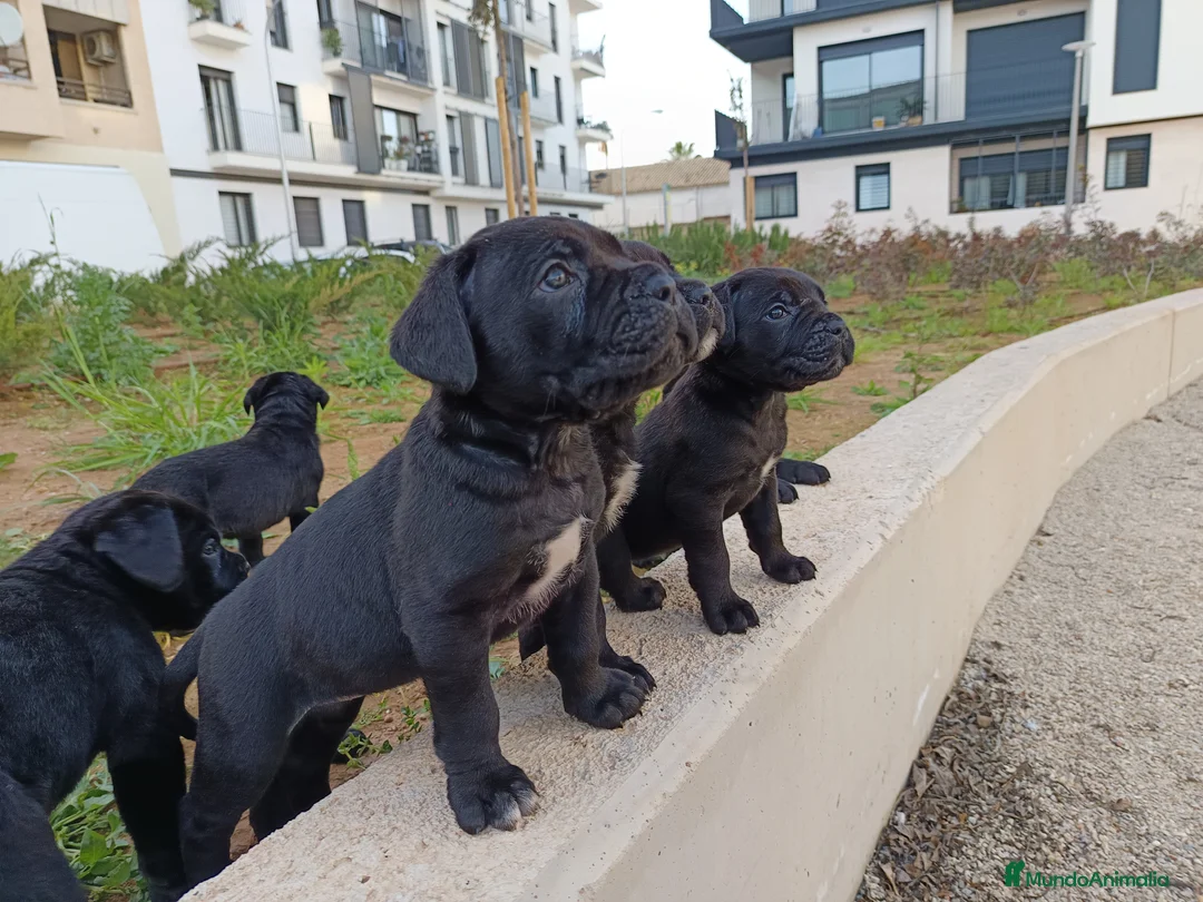 Imagen de galería {{count}}