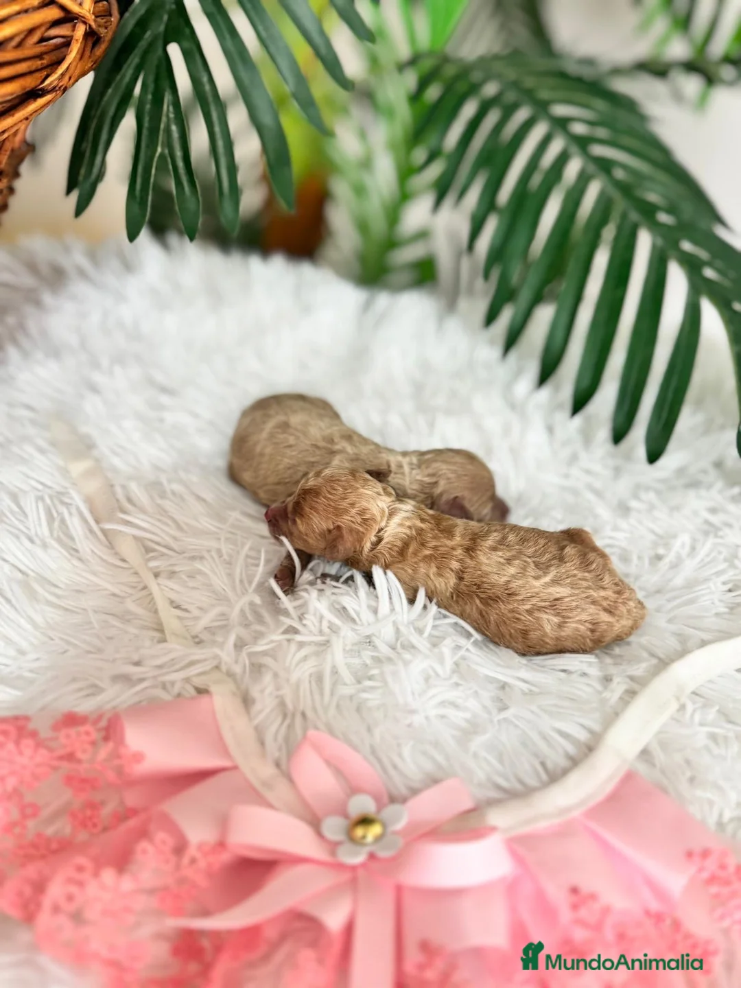 Caniche Toy perros en venta: CANICHE TOY HEMBRAS - Anuncio 2