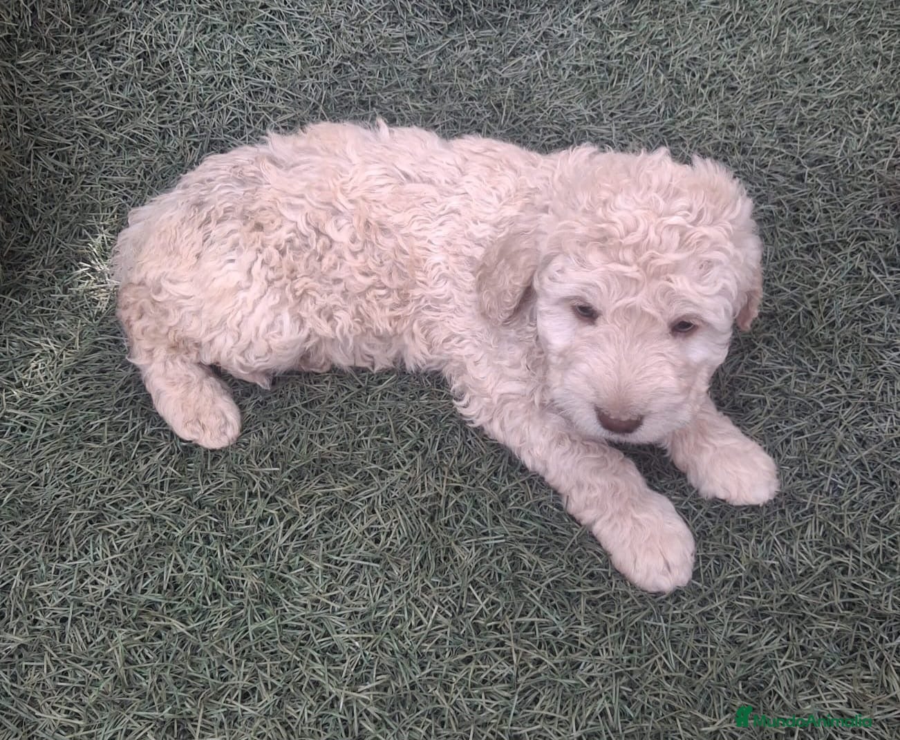 Perro de Agua Español perros Preciosa camada de Perro de Agua Español  - Anuncio 23
