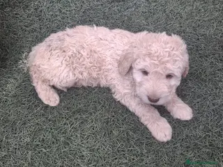 Perro de Agua Español perros Preciosa camada de Perro de Agua Español - Anuncio 2