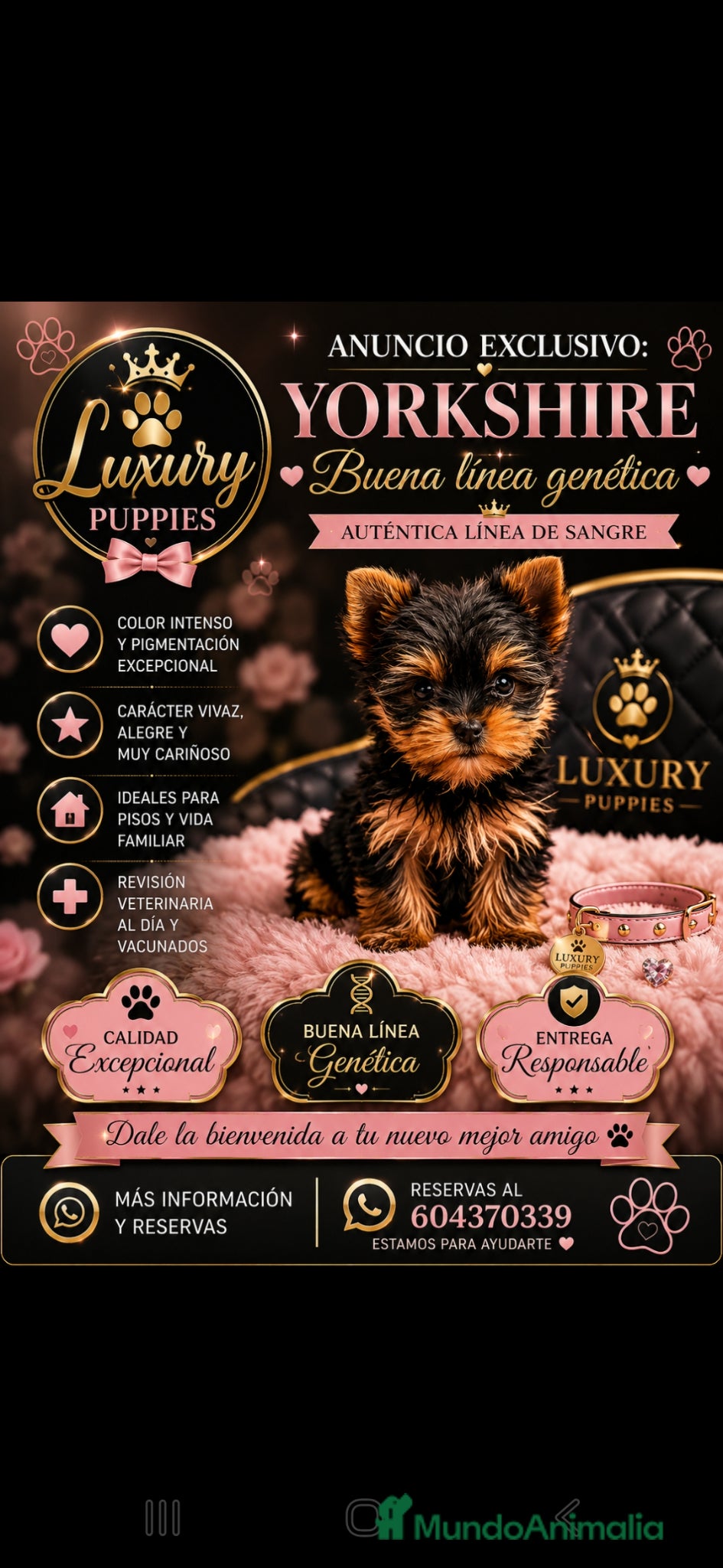 Yorkshire Terrier perros Yorkshire terrier  - Anuncio 29