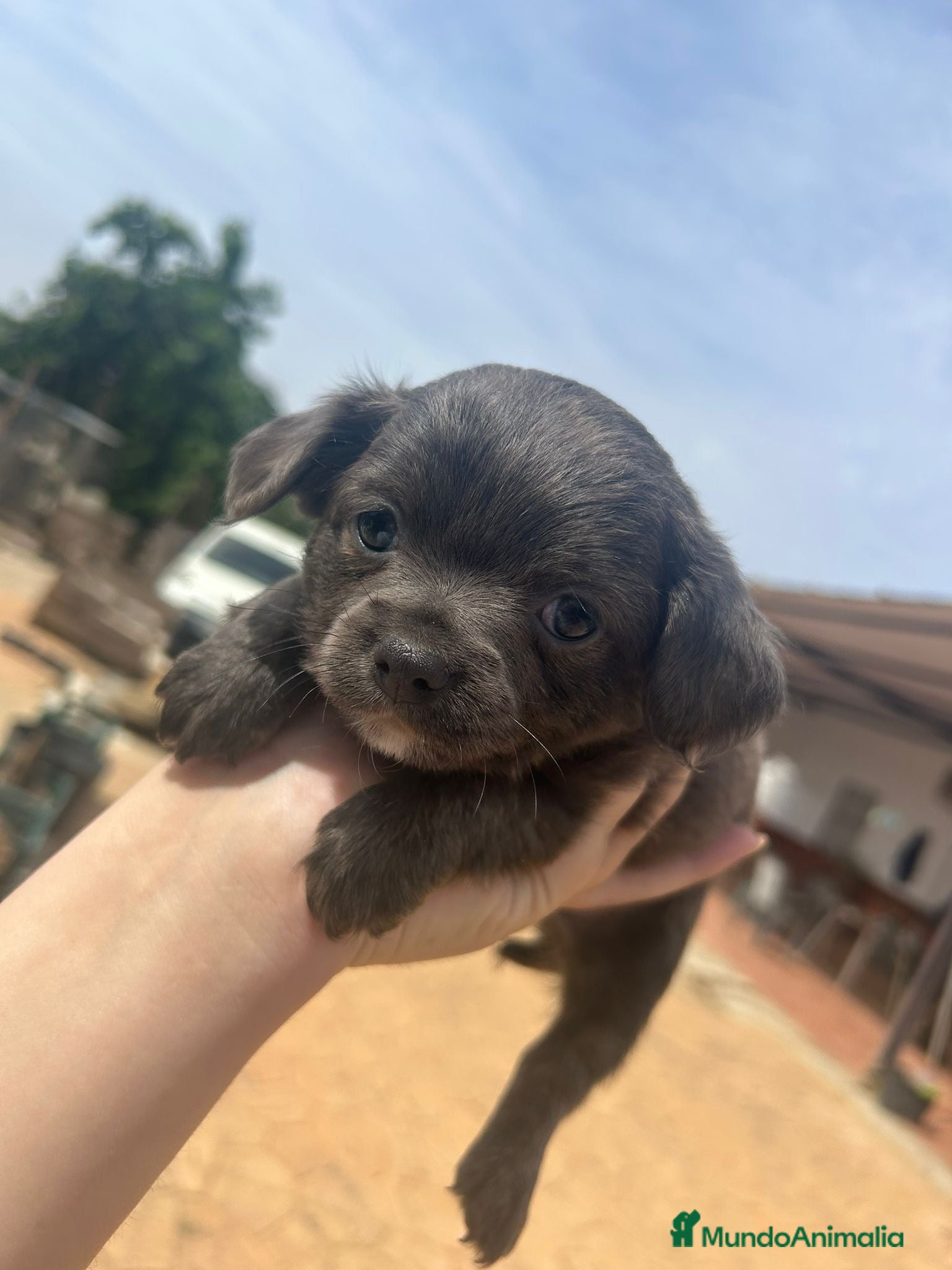 Chihuahua perros Camada de Chihuahua de pelo largo🐶🐾 - Anuncio 5