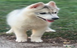 Husky Siberiano perros en venta: Camada de huskys siberianos - Imagen 2