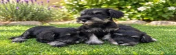 Schnauzer Miniatura perros en venta: Schnauzer miniatura - Anuncio 1