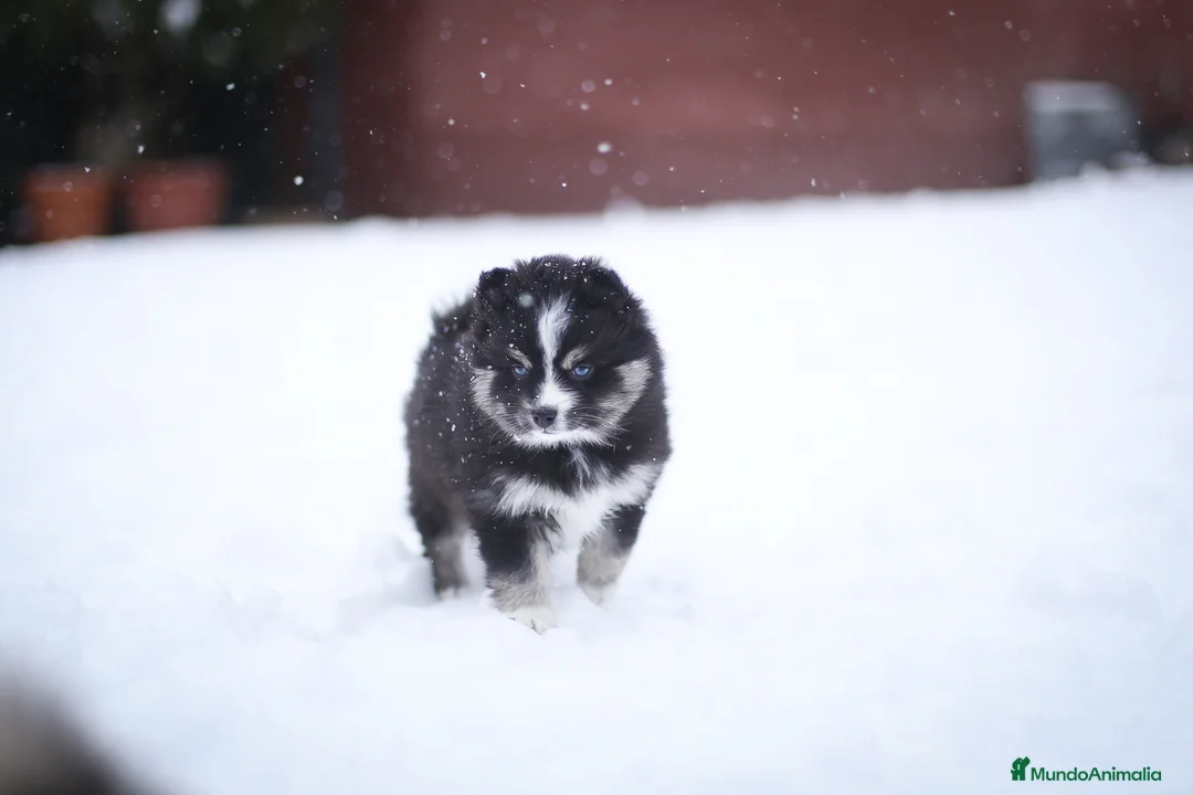 Pomsky perros en venta: Pomsky F5 - Anuncio 21
