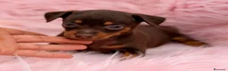 Pinscher Miniatura perros en venta: Minipincher chocolate  - Anuncio 10