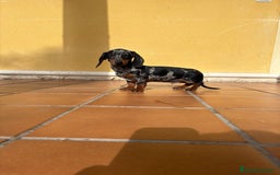 Teckel Miniatura perros en venta: Teckel Kaninchen arlequín Merle plata  - Anuncio 19