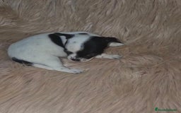 Chihuahua perros en venta: Chihuahua mini-toy ruso - Imagen 2