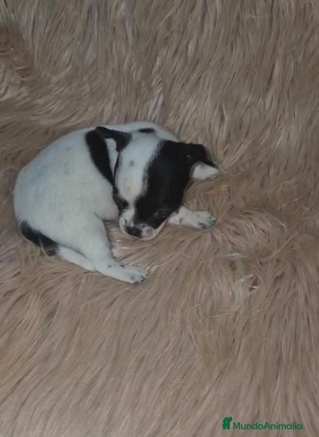 Chihuahua perros en venta: Chihuahua mini-toy ruso - Imagen 2