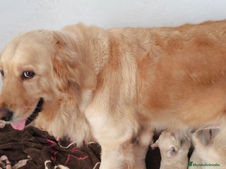 Golden Retriever perros Golden retriever bebes preciosos - Anuncio 2