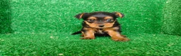 Yorkshire Terrier perros en venta: Yorkshire terrier - Anuncio 6