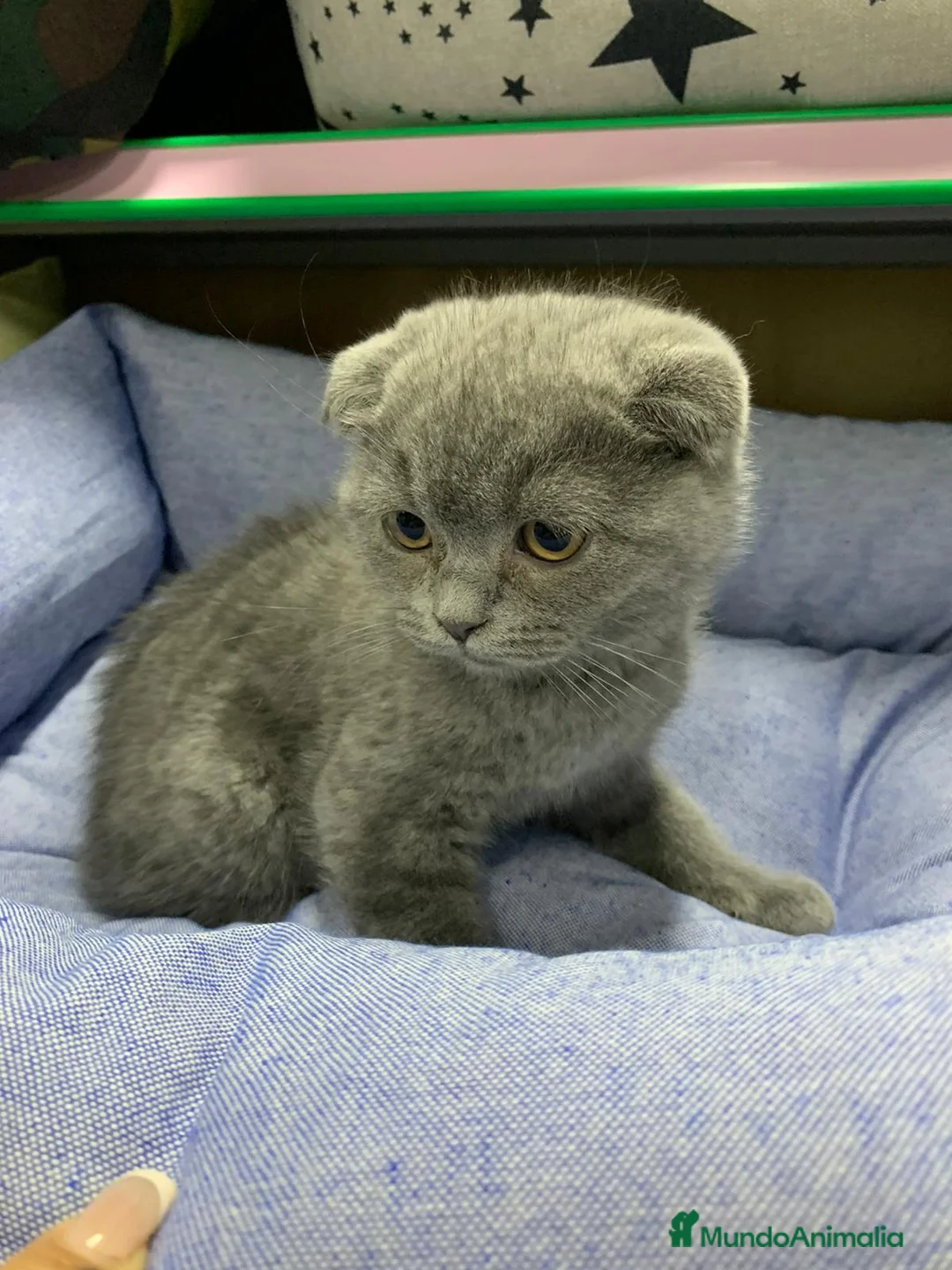 Scottish Fold gatos en venta: Scottish fold - Anuncio 2