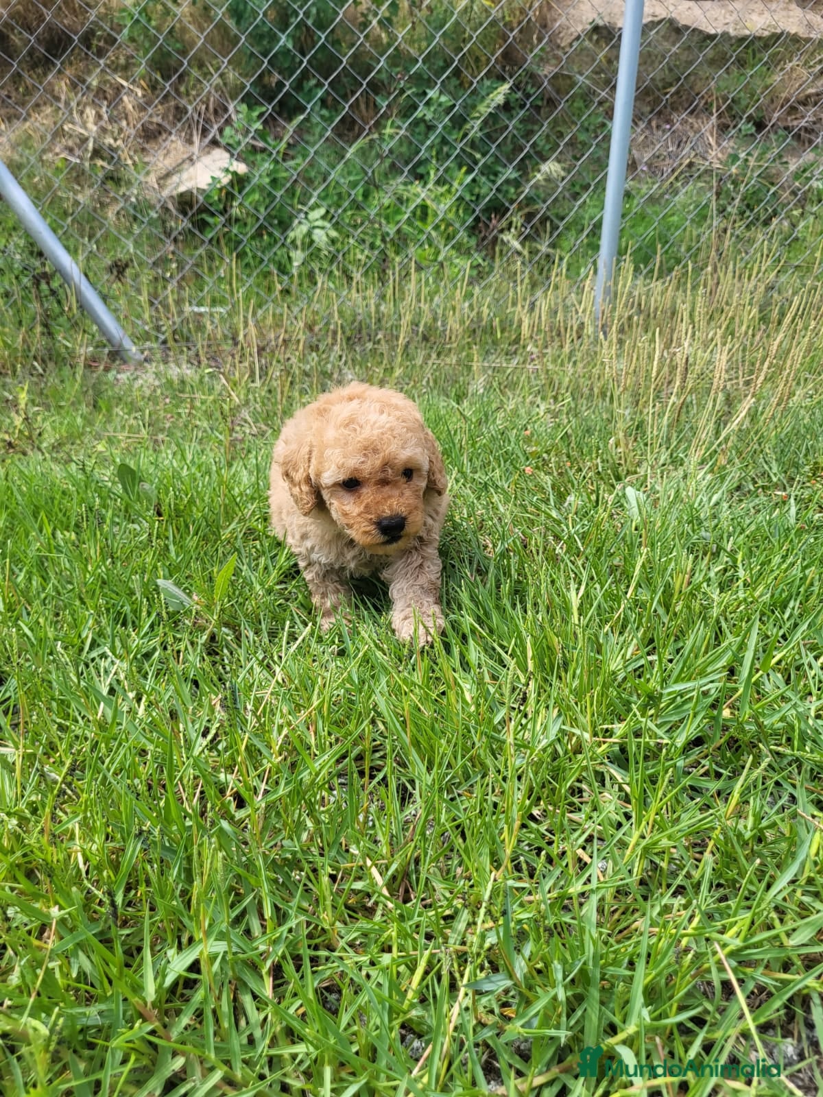 Caniche Enano perros Caniches cachorritos preciosos en Barcelona - Anuncio 2