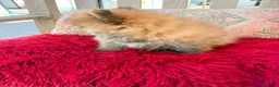 Pomerania perros en venta: Lulú pomerania toy - Anuncio 11