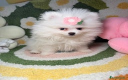 Pomerania perros en venta: Lulu de Pomerania Blanco Puro - Imagen 2