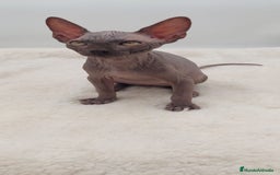 Sphynx gatos en venta: Machito sphynx  - Anuncio 6