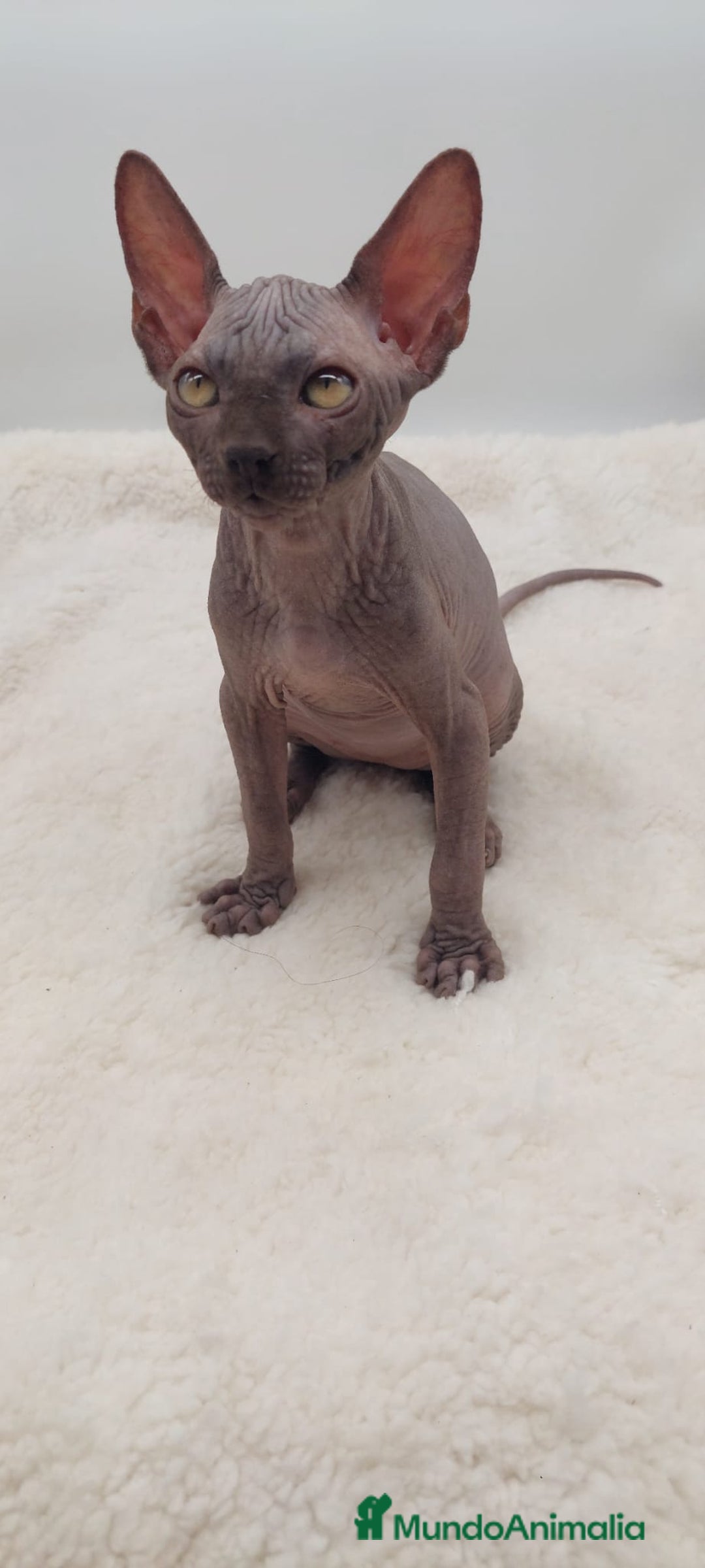 Sphynx gatos en venta: Machito sphynx  - Anuncio 6