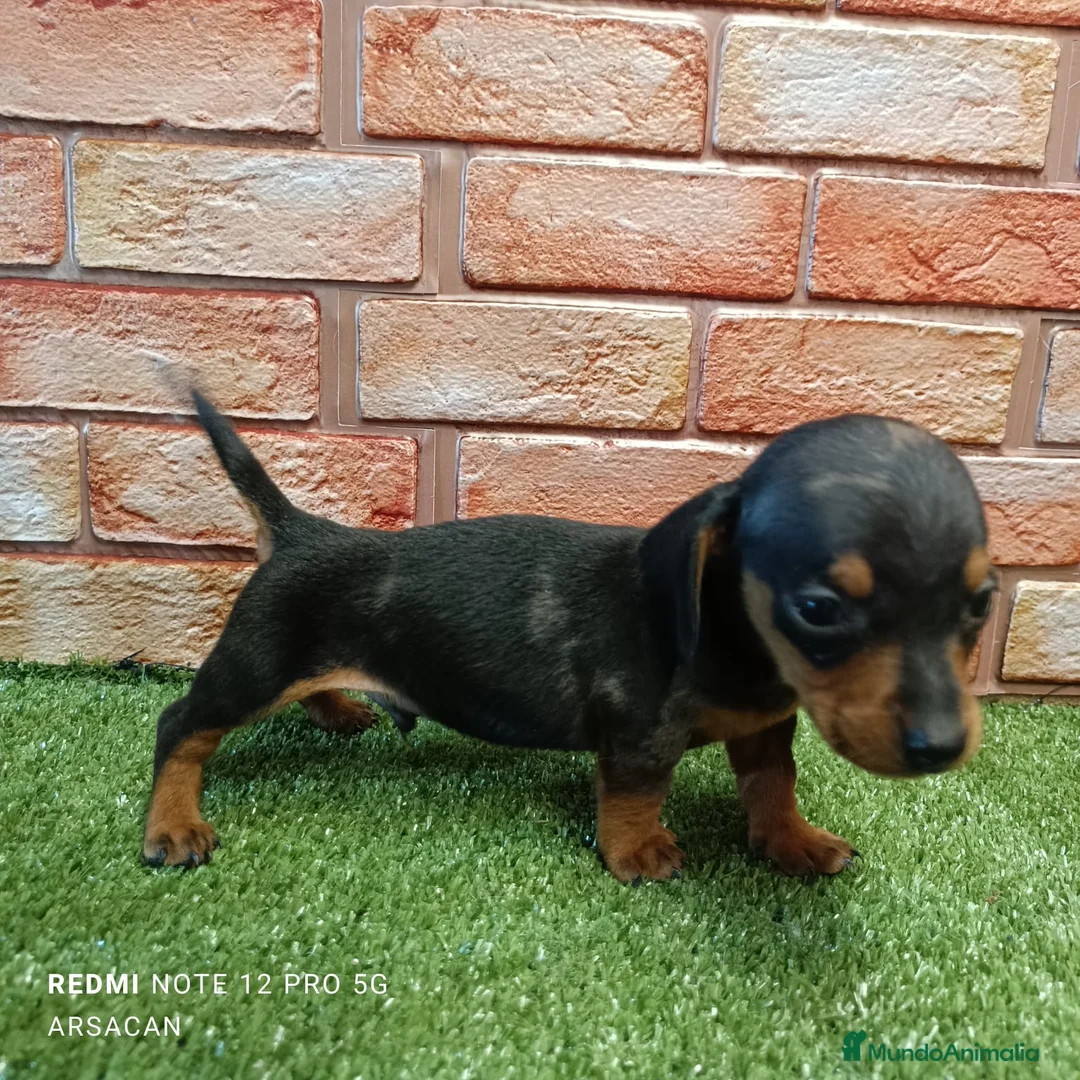 Teckel Miniatura perros en venta: Teckel mini  - Anuncio 5