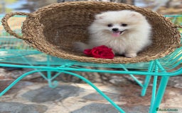 Pomerania perros en venta: Pomerania Mscho listo para entregar  - Imagen 2