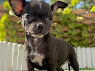 Chihuahua perros - Anuncio 1