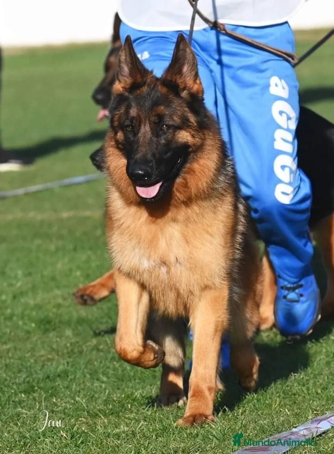 Imagen de galería {{count}}