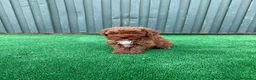 Caniche Toy perros en venta: caniche toy  - Anuncio 2