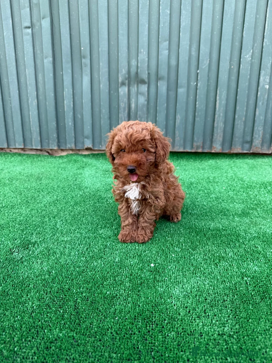 Caniche Toy perros en venta: caniche toy  - Anuncio 2