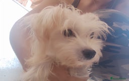 Perro Crestado Chino perros en venta: Maltipoo y crestado chino - Anuncio 4