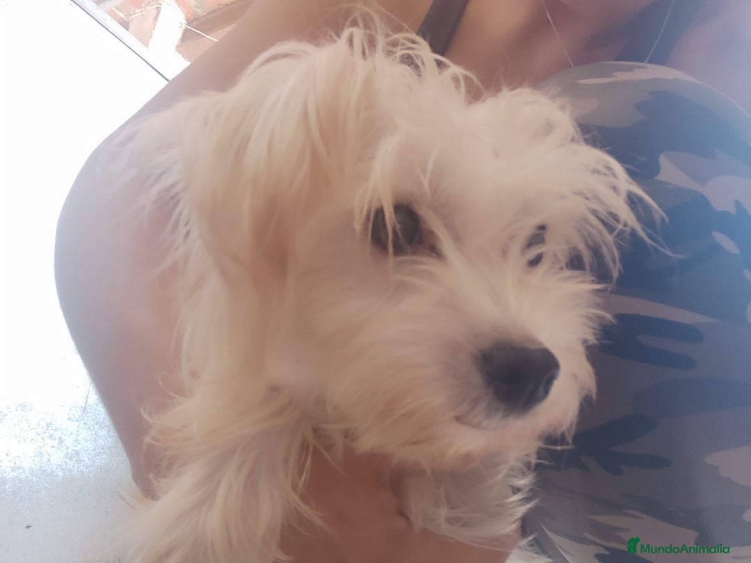 Perro Crestado Chino perros en venta: Maltipoo y crestado chino - Anuncio 4