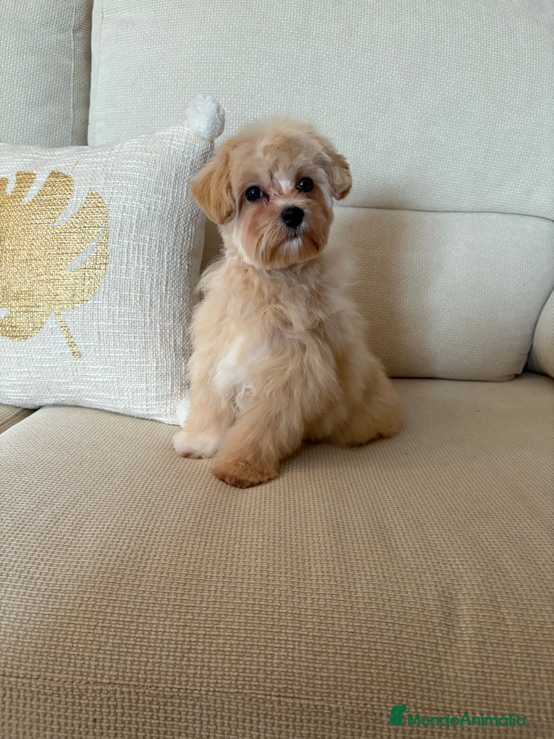Maltipoo perros en venta: Maltipoo Toy (Tamaño Garantizado) - Imagen 7