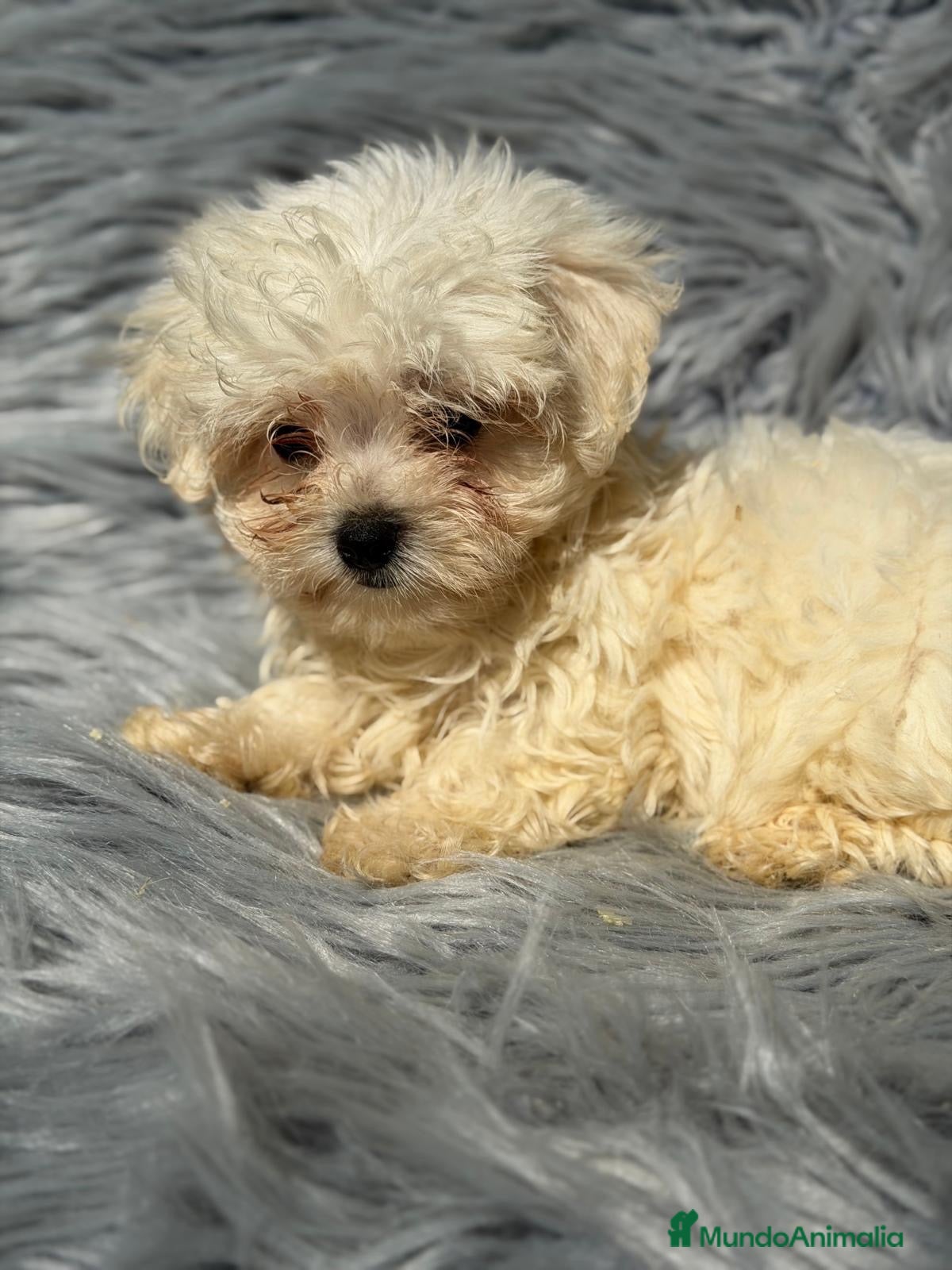Bichón Maltés perros Bichon maltés  - Anuncio 4