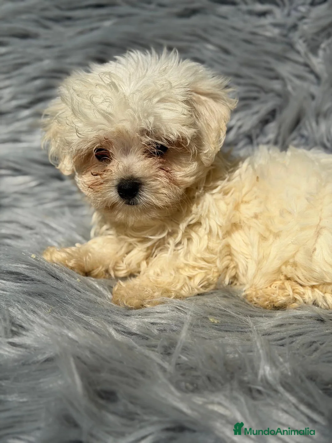 Bichón Maltés perros en venta: Bichon maltés  - Anuncio 1