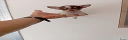 Chihuahua perros en venta: PRECIOSOS CHIHUAHUA RUSO Y ASIÁTICO - Anuncio 16