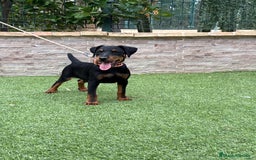 Terrier Alemán de Caza perros en venta: Cachorro macho - Imagen 4