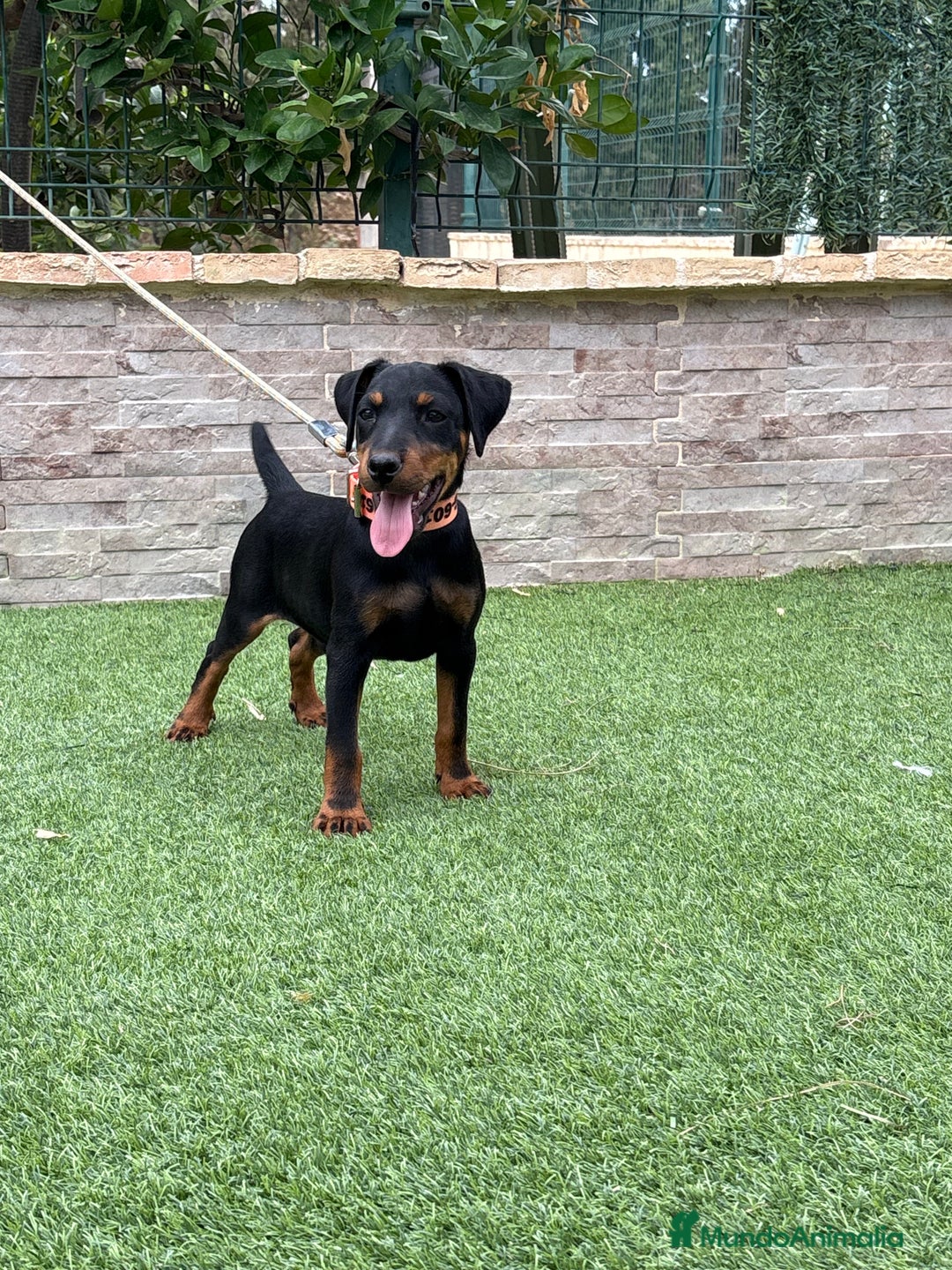 Terrier Alemán de Caza perros en venta: Cachorro macho - Imagen 4
