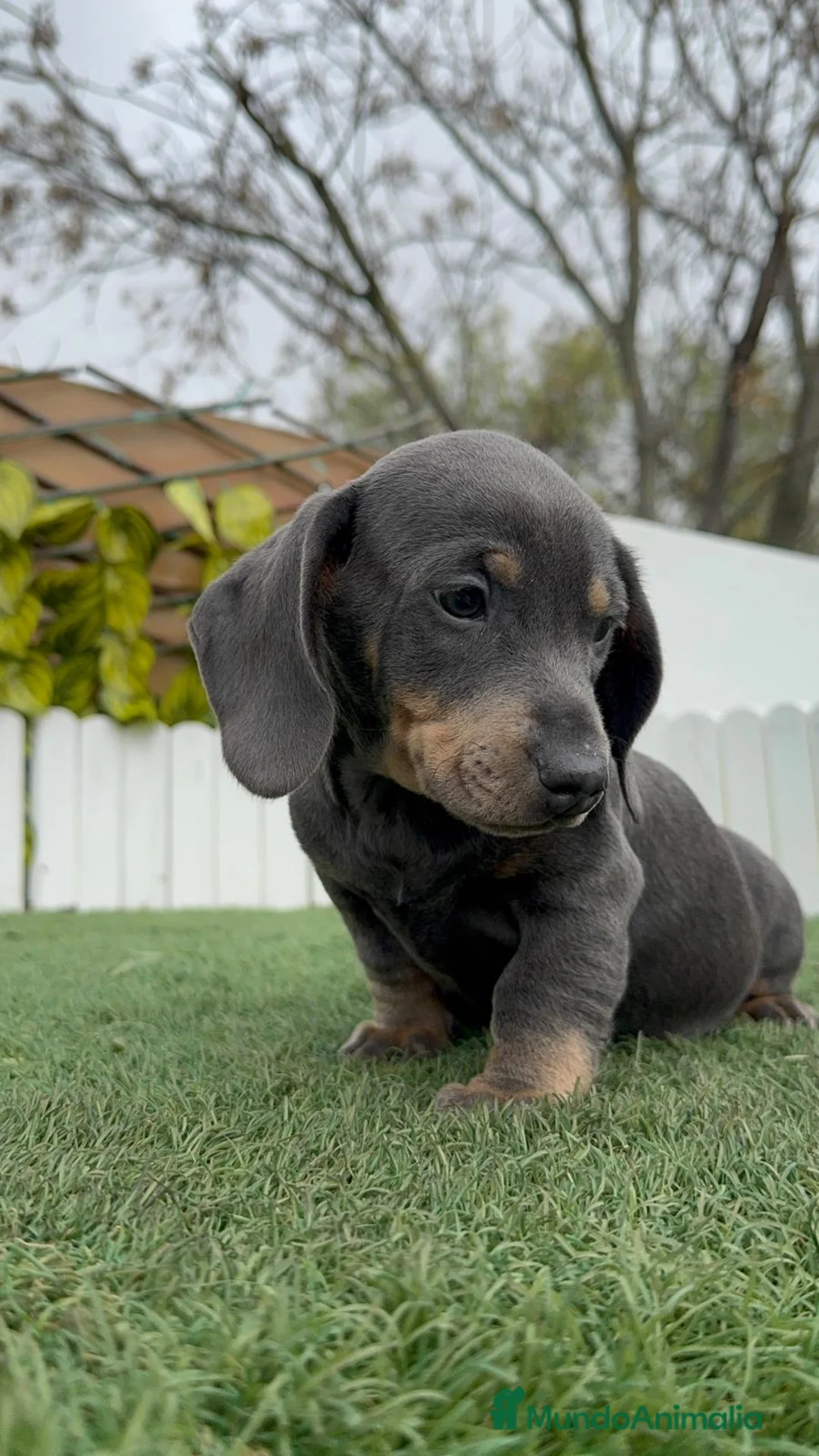 Teckel Miniatura perros en venta: TECKEL MINIATURA - Anuncio 10