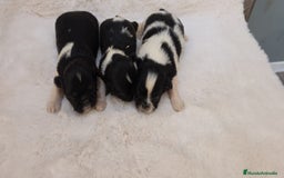 Shih Tzu perros en venta: Shitzu toy 🐾💙💙 - Imagen 6