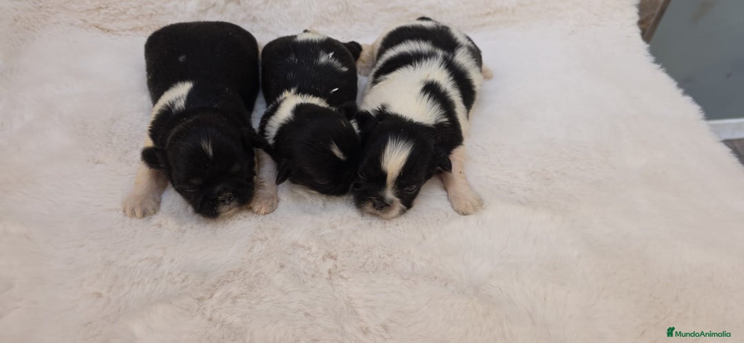 Shih Tzu perros en venta: Shitzu toy 🐾💙💙 - Imagen 6