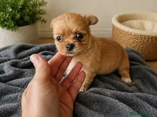 Chihuahua perros Chihuahua de pelo largo🐾🔥 - Anuncio 4