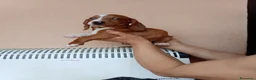 Teckel Miniatura perros en venta: Teckel mini bicolor - Anuncio 17