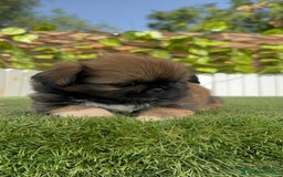 Pekinés perros en venta: PEKINES IMPERIAL HEMBRA - Imagen 4