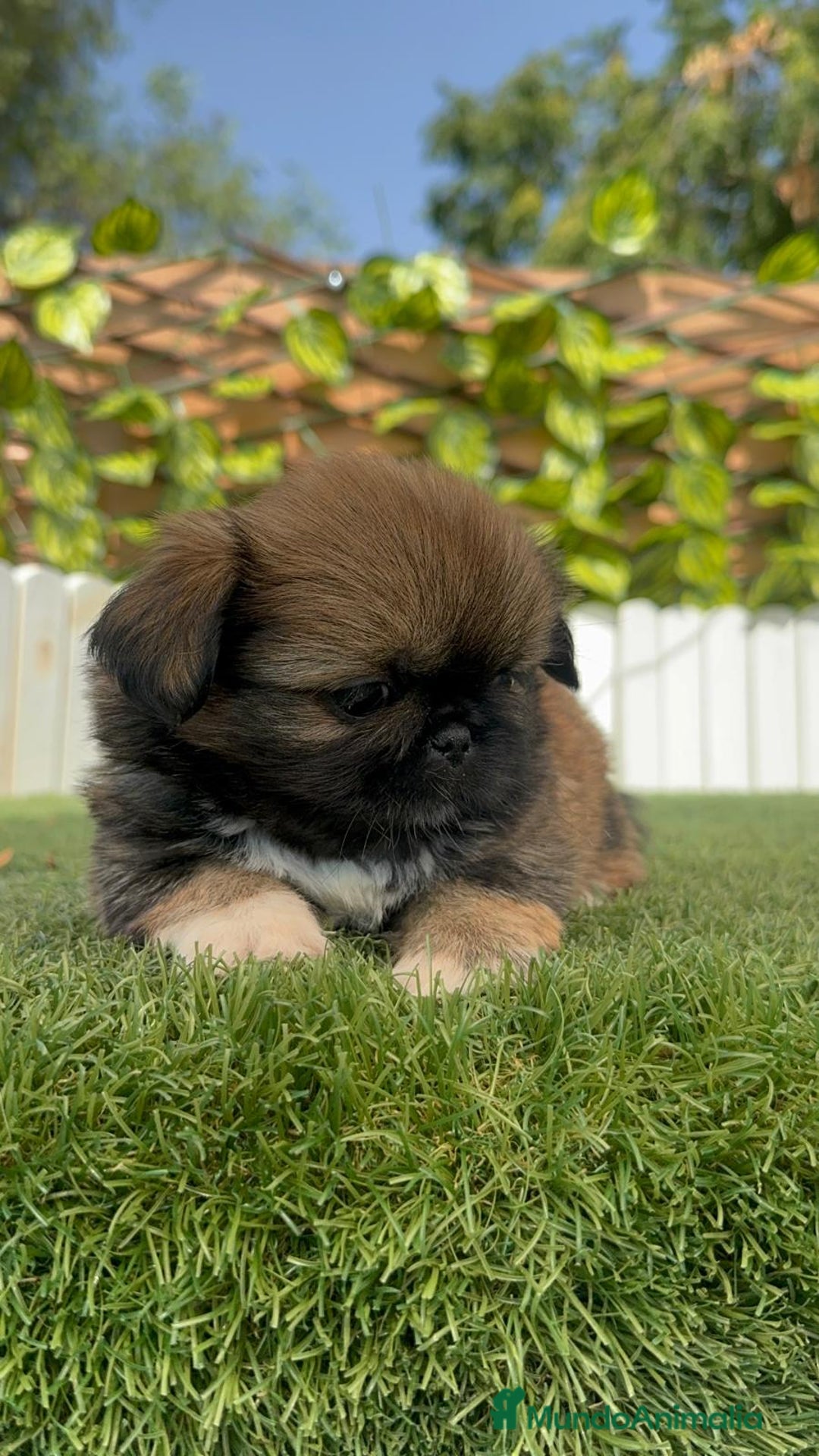 Pekinés perros en venta: PEKINES IMPERIAL HEMBRA - Imagen 4