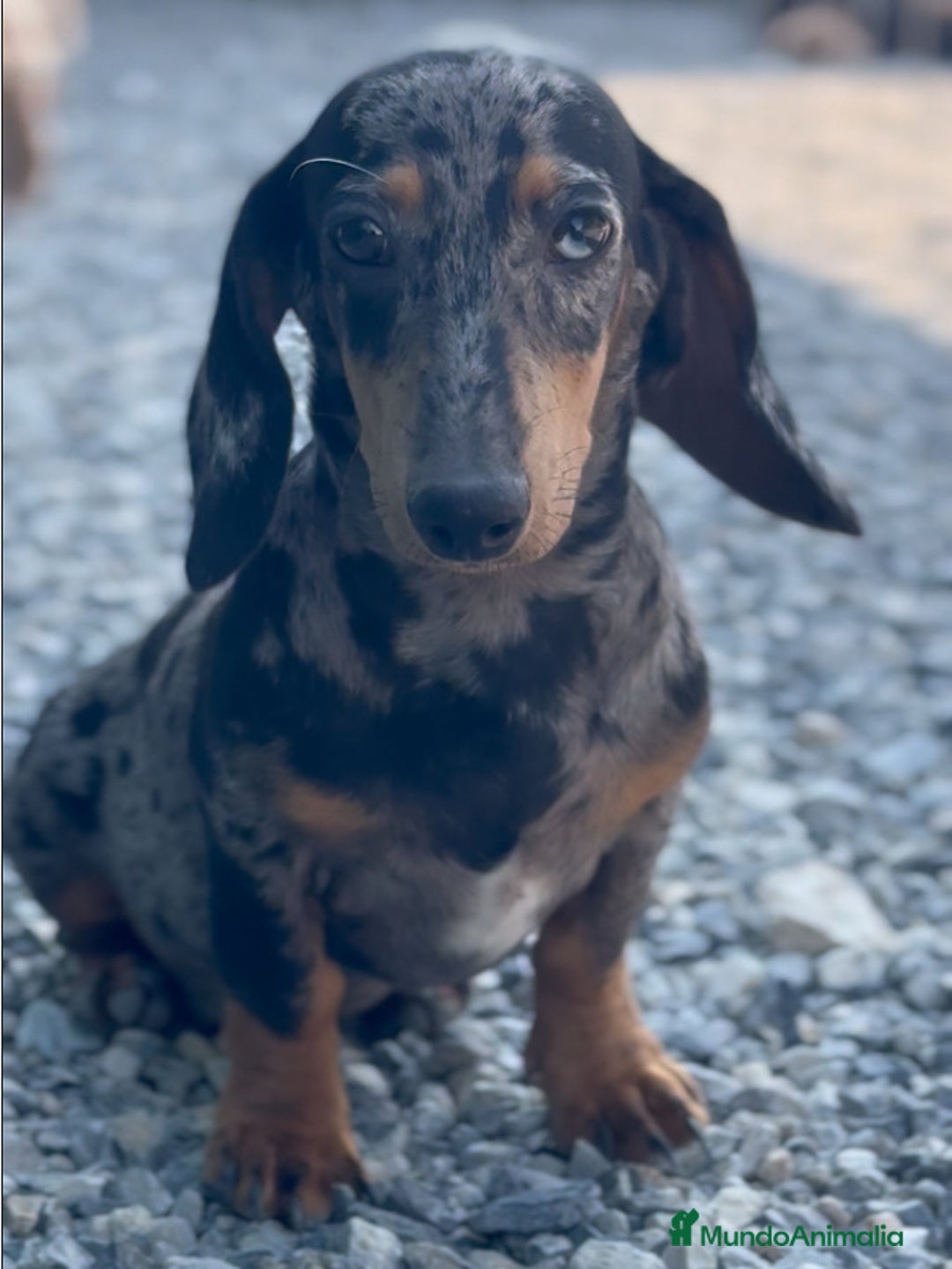 Teckel Miniatura perros en venta: 🐾 Gregorio, Bongo & Congo – Teckel únicos 🍫 - Imagen 9