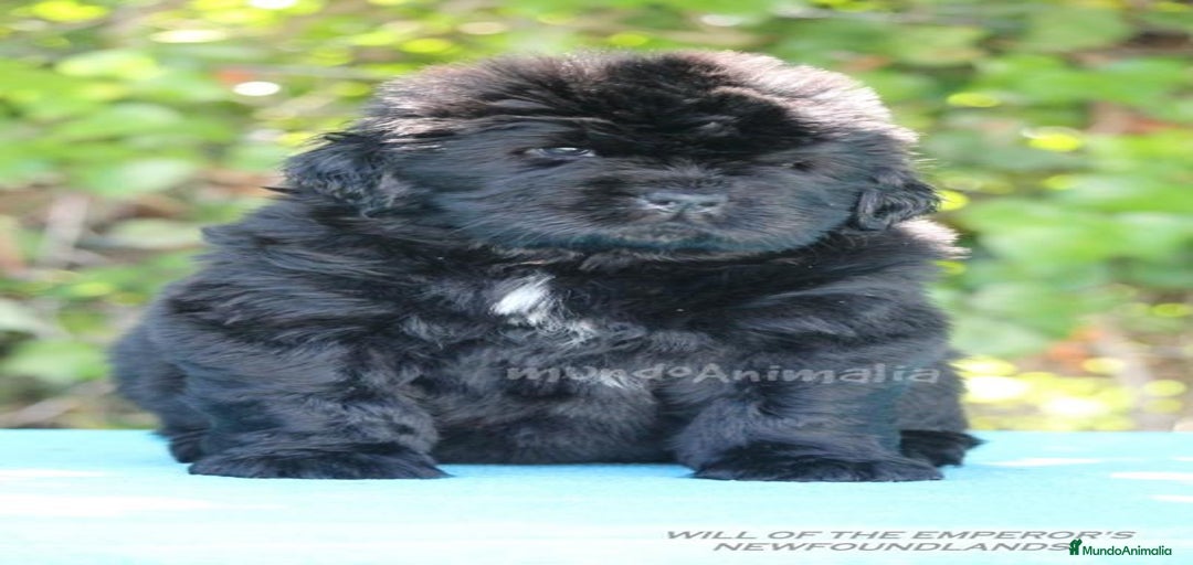 Imagen de galería {{count}}