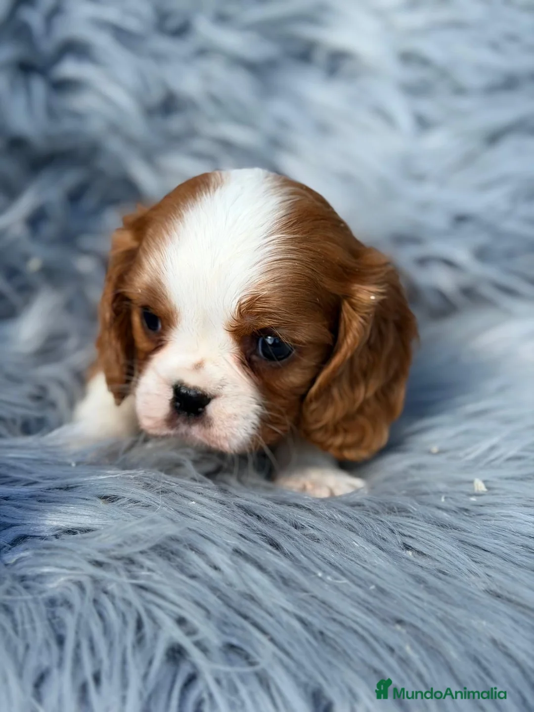 Cavalier King Charles Spaniel perros en venta: Precioso cavalier  - Anuncio 2