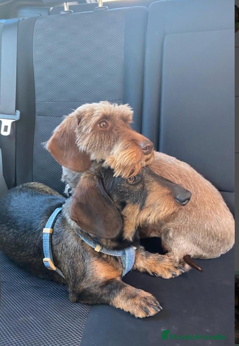 Teckel perros Excelente Camada Teckel Mini pelo duro - Anuncio 1