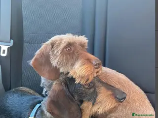 Teckel perros Excelente Camada Teckel Mini pelo duro - Anuncio 1