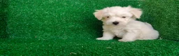 Bichón Maltés perros en venta: Bichón maltés  - Anuncio 3