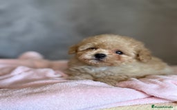Shihpoo perros en venta: Preciosos Cachorritos  ShihPoo en Villarta - Imagen 7