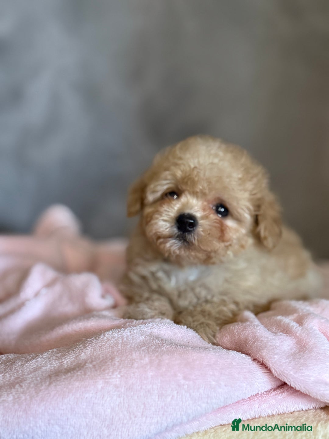 Shihpoo perros en venta: Preciosos Cachorritos  ShihPoo en Villarta - Imagen 7